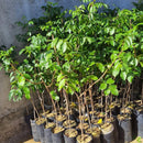 Muda de Umbu Gigante – América Dourada