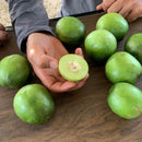 135 Sementes Umbu Gigante