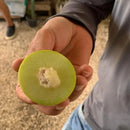 Muda de Umbu Gigante – América Dourada