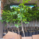 Muda de Umbu Gigante – América Dourada