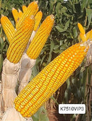 Semente milho 3066 BTMAX - Resistente Milho Verde e Silagem - 10.000 sementes