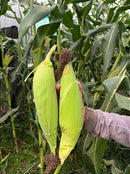 Semente milho 3066 BTMAX - Resistente Milho Verde e Silagem - 10.000 sementes